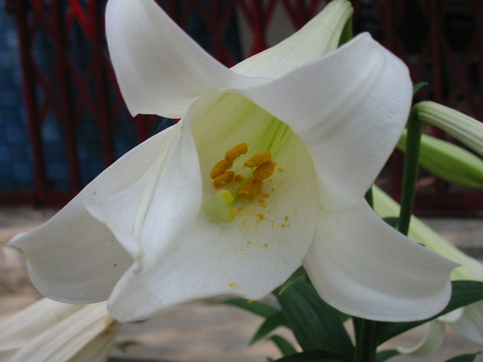 153-5344_IMG.JPG