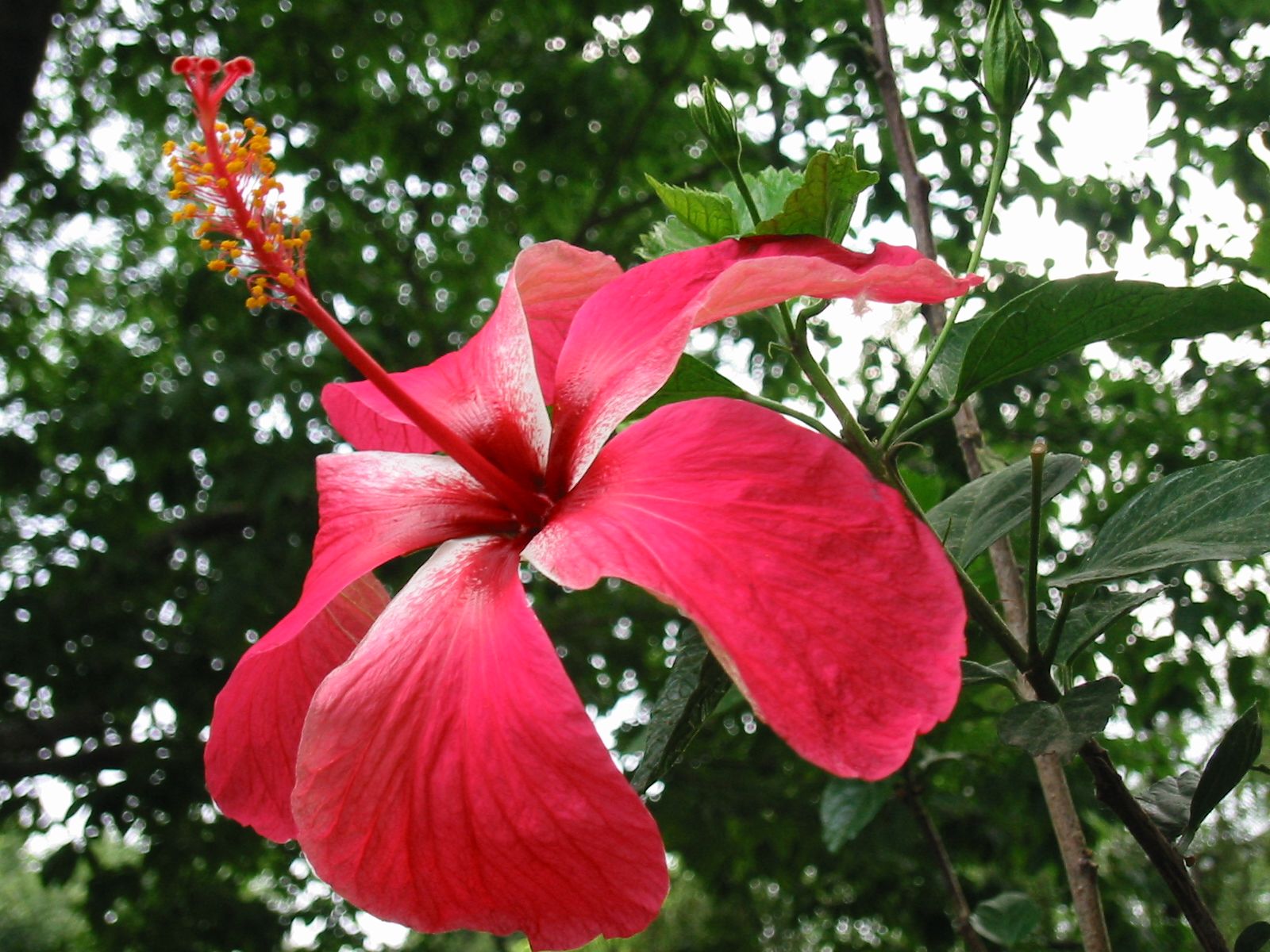 153-5364_IMG.JPG