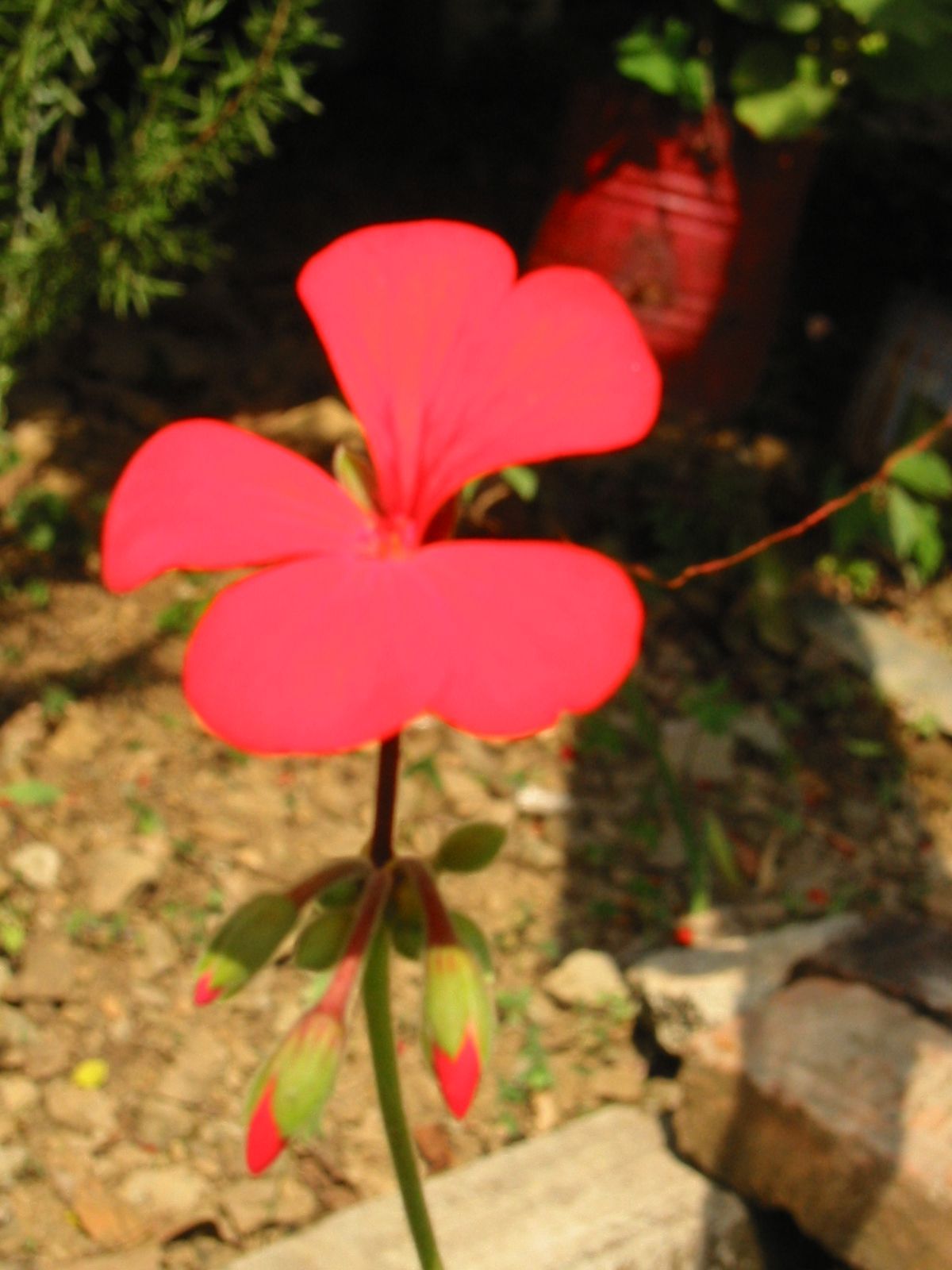 153-5368_IMG.JPG