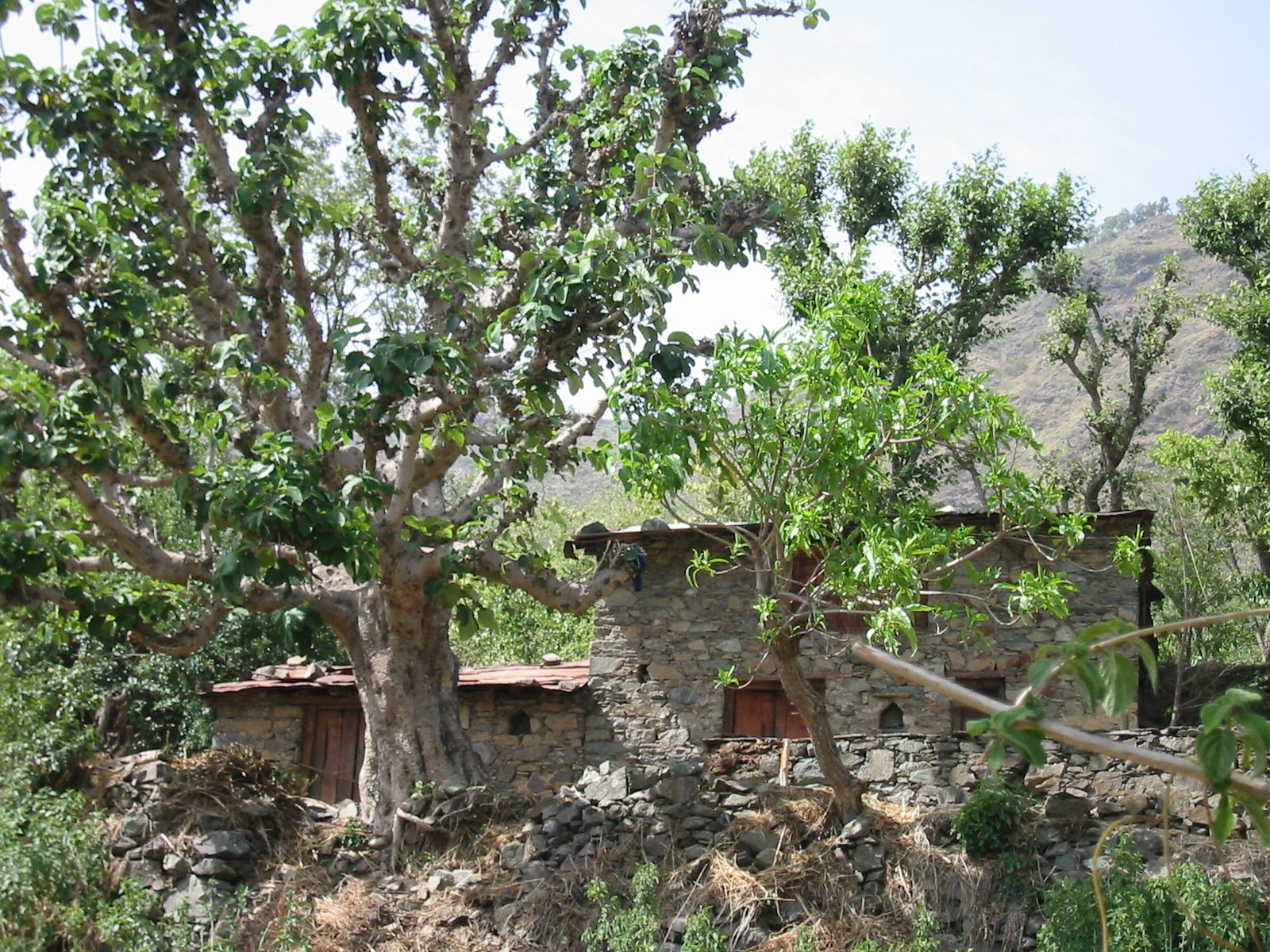 154-5424_IMG.JPG