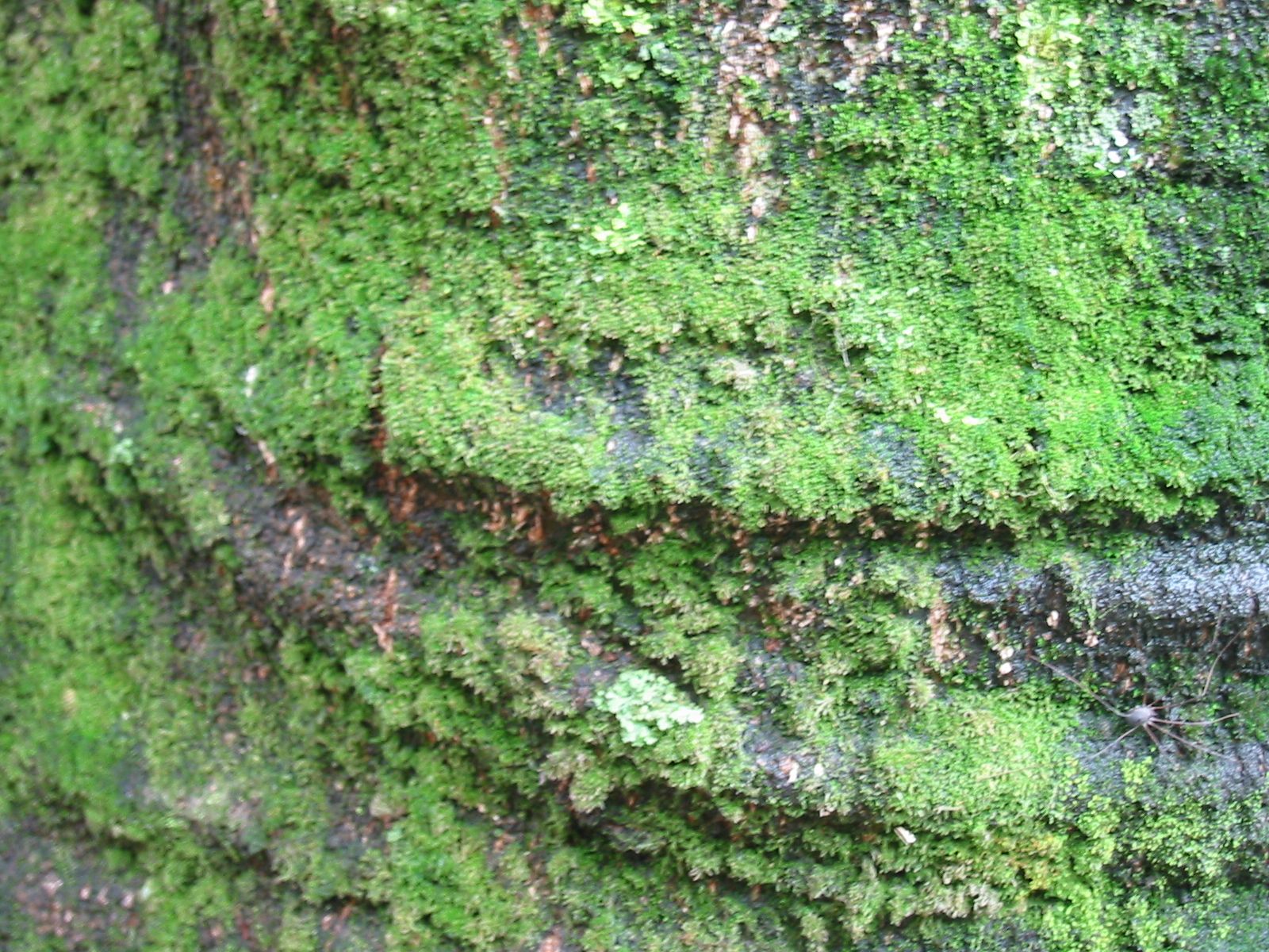 155-5539_IMG.JPG