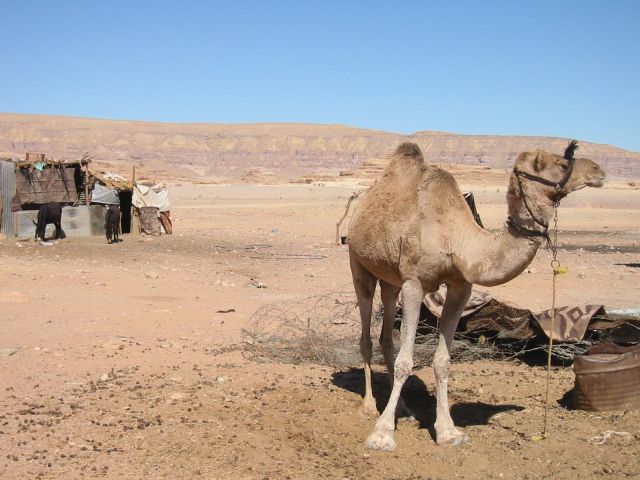 Cliquez pour voir l'image en taille réelle